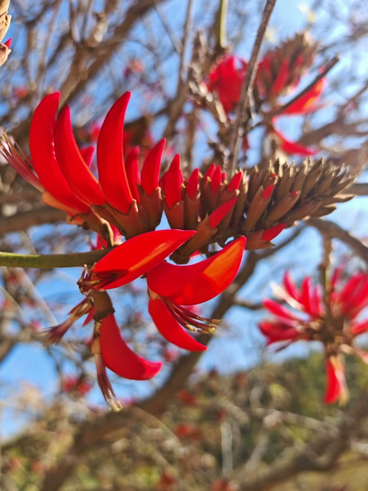 刺桐花 尚莉 刺桐花 尚莉